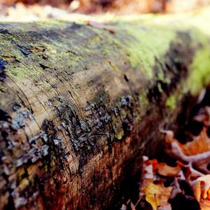 sample image of a log